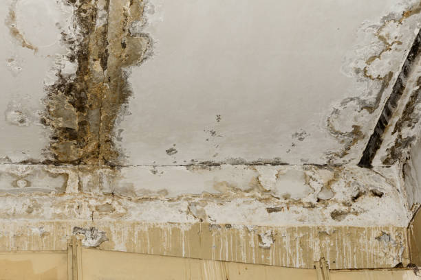 Best Basement Mold Removal  in Highland Lakes, AL